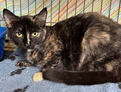 Snickers, a Adoptable mixed breed in Ringwood, NJ image 2/3