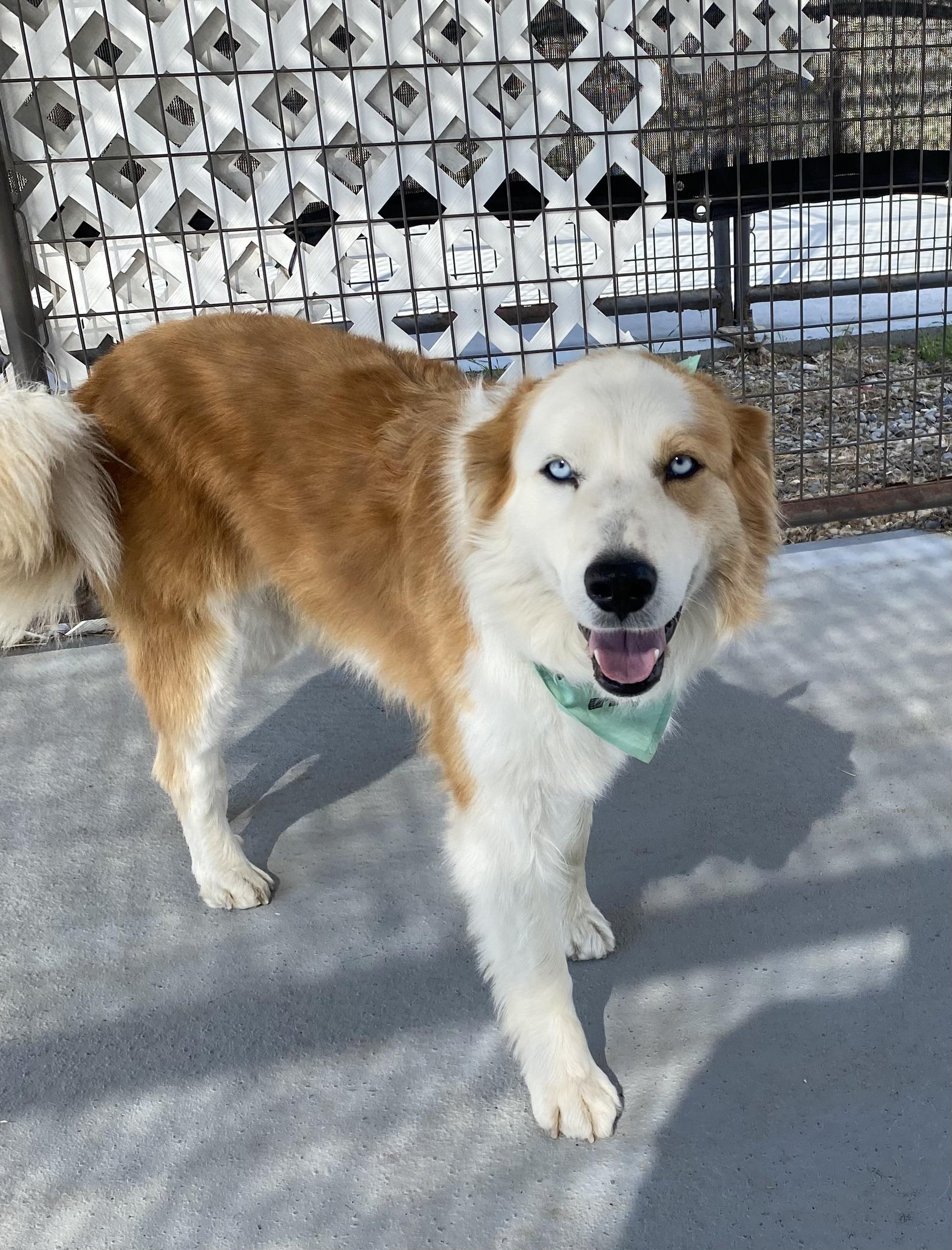 Glacier, an adoptable Husky, Golden Retriever in Choteau, MT, 59422 | Photo Image 2