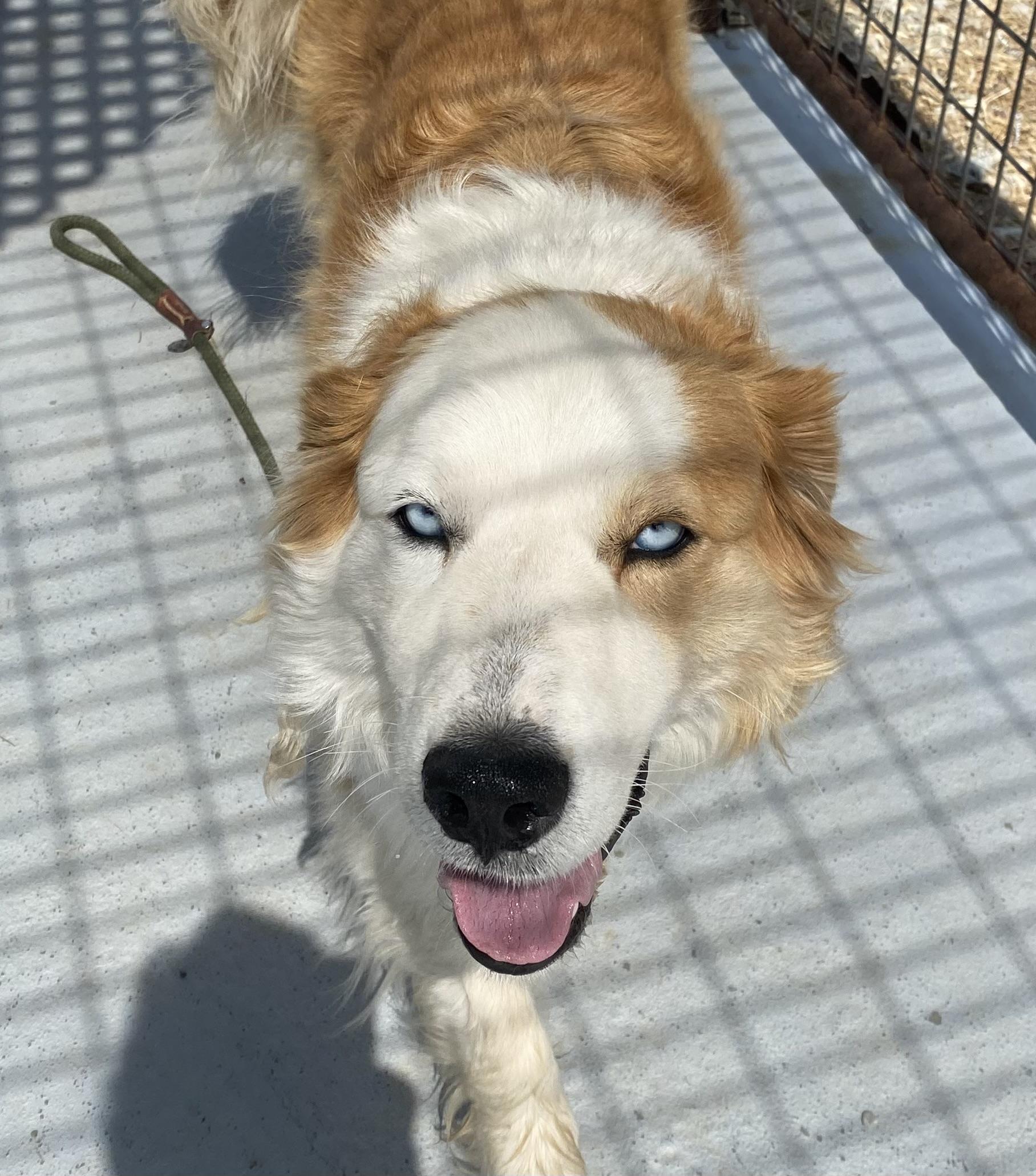 Glacier, an adoptable Husky, Golden Retriever in Choteau, MT, 59422 | Photo Image 1