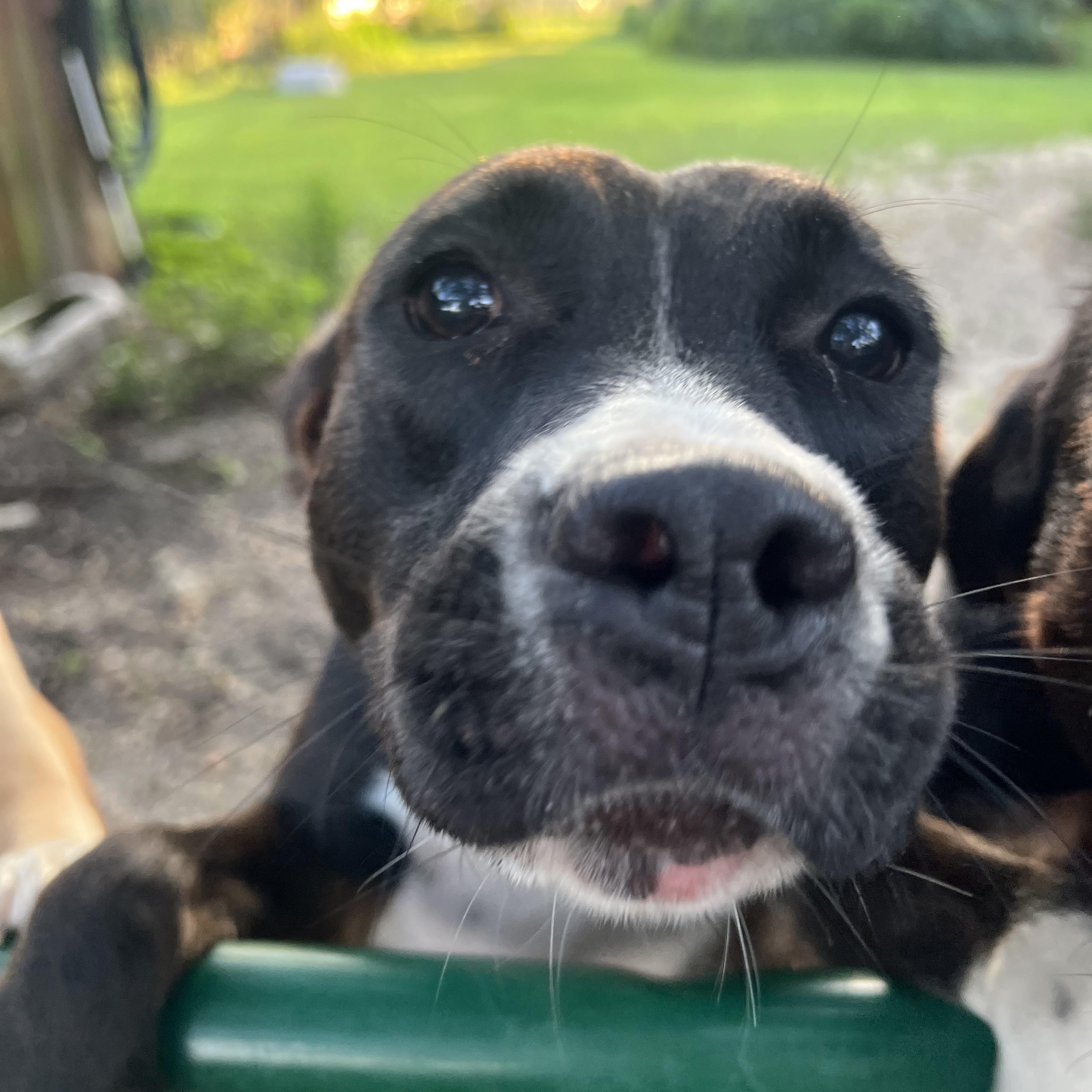 King, a Adoptable mixed breed in Clinton, NC image 2/2