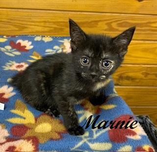 Marnie, a Adoptable Tortoiseshell in Southern Pines, NC image 1/3