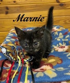 Marnie, a Adoptable Tortoiseshell in Southern Pines, NC image 3/3
