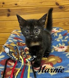 Marnie, a Adoptable Tortoiseshell in Southern Pines, NC image 2/3