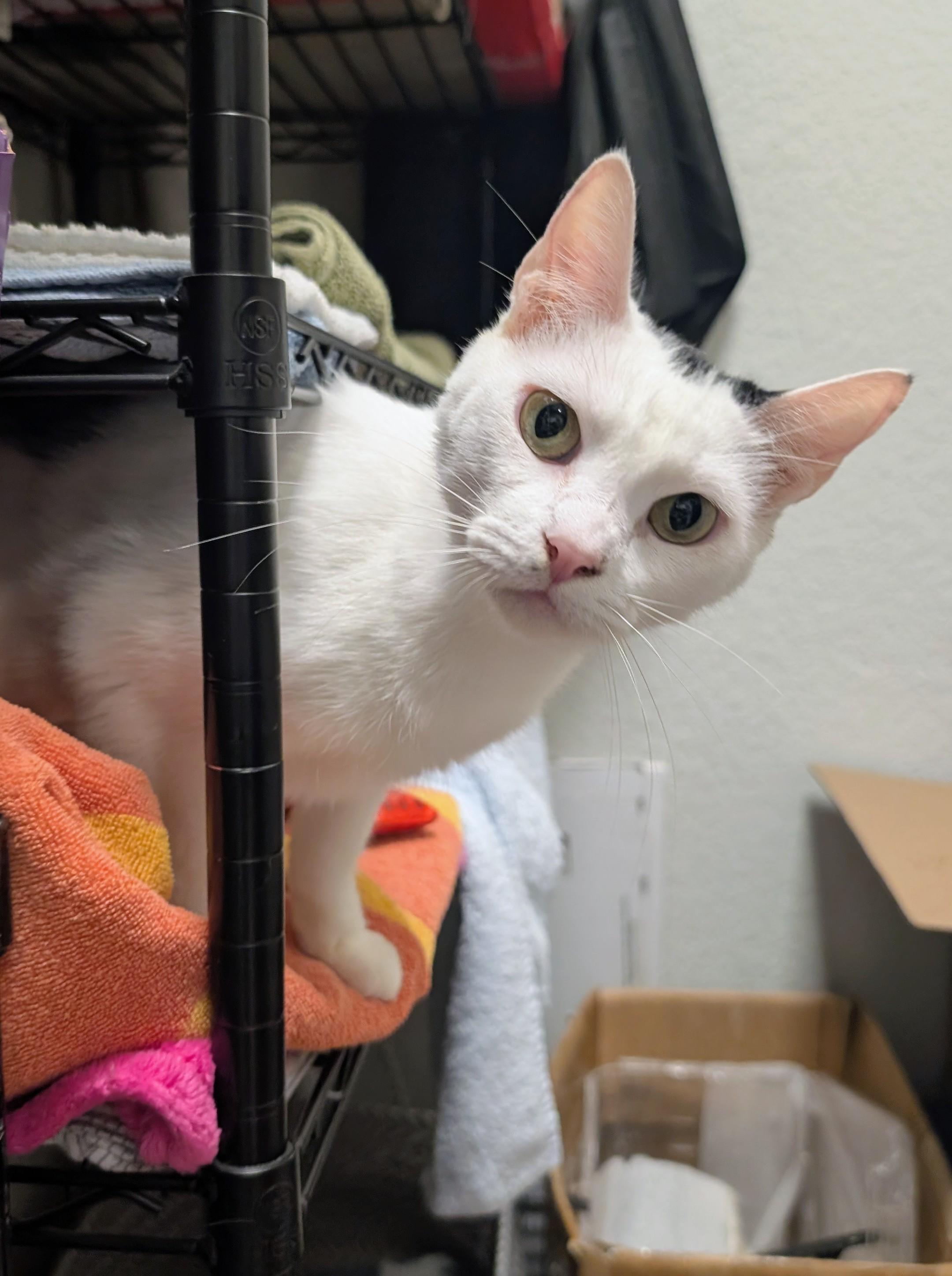 Silver Spring, ADOPTABLE, Young Female Domestic Short Hair.