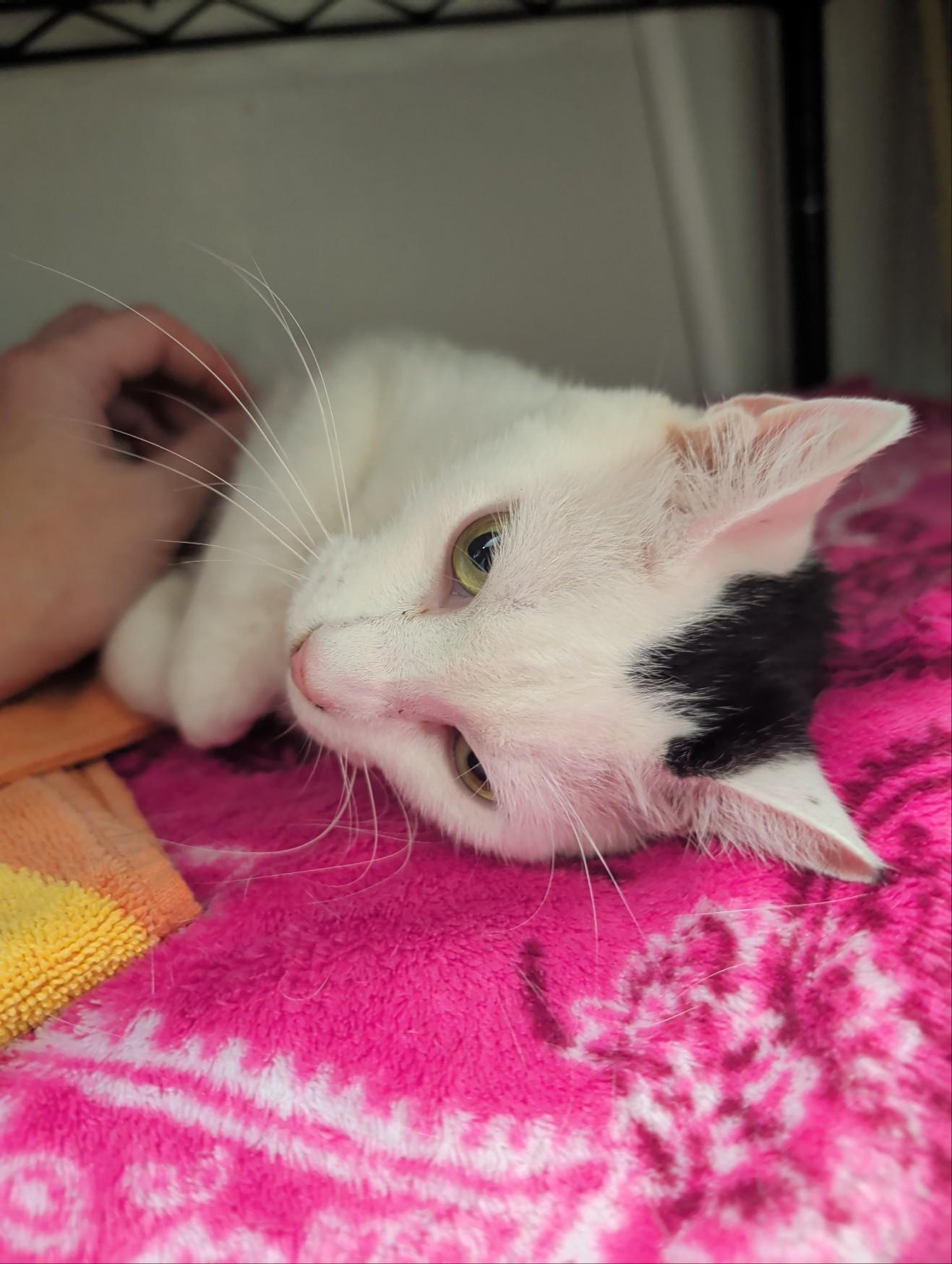 Silver Spring, a ADOPTABLE Domestic Short Hair in Palm Harbor, FL image 4/5