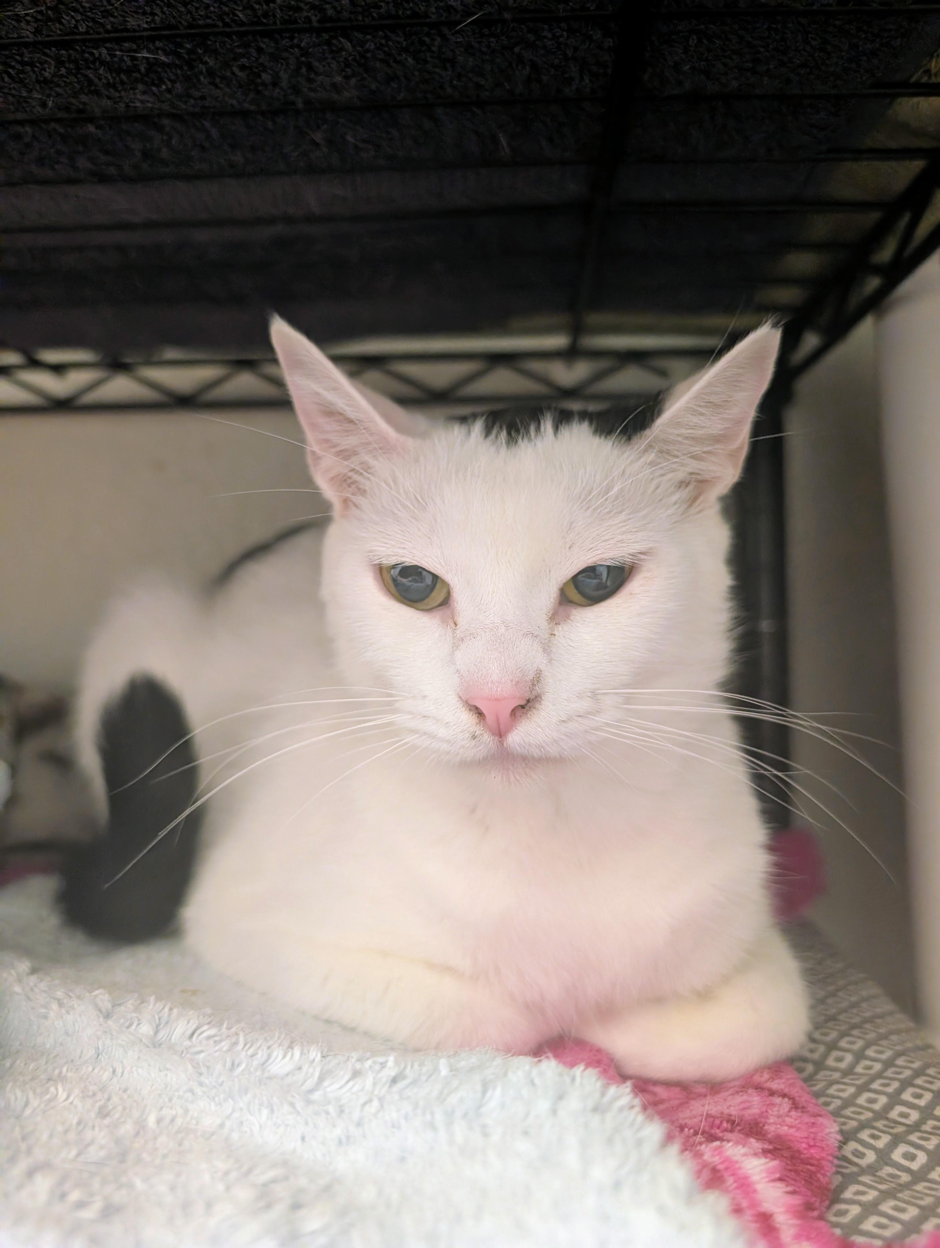Silver Spring, a ADOPTABLE Domestic Short Hair in Palm Harbor, FL image 2/5