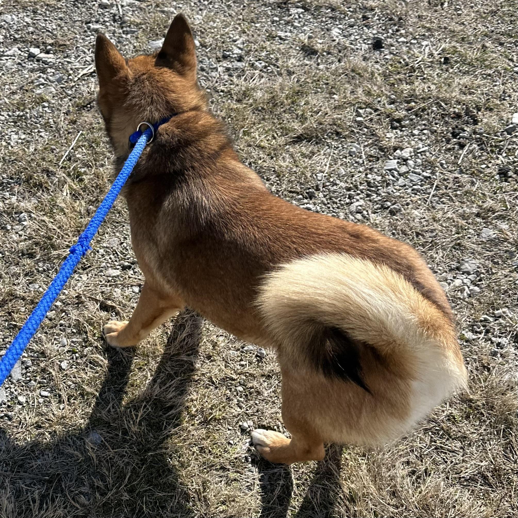 Miso, a Adoptable Shiba Inu in Trenton, MO image 3/6