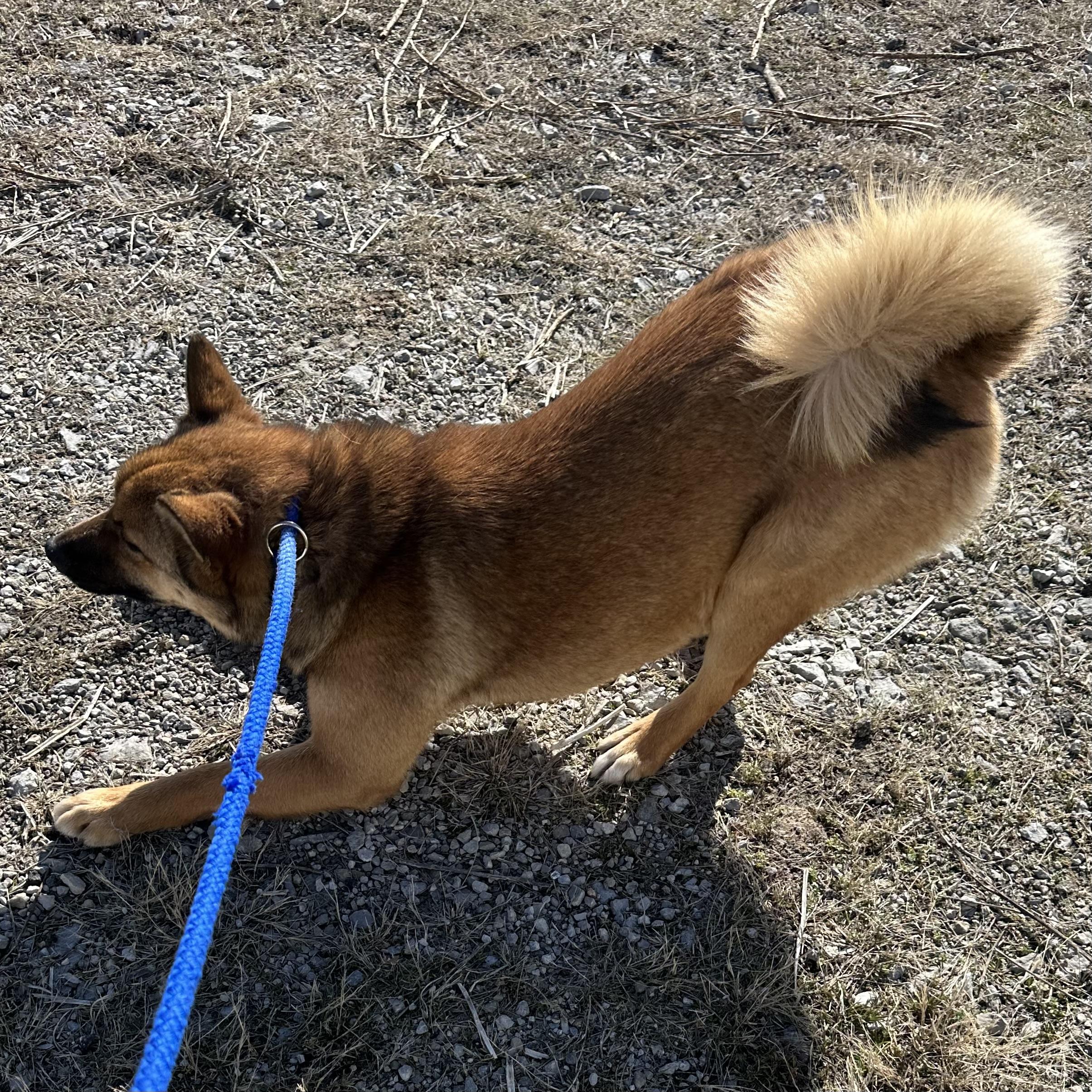 Miso, a Adoptable Shiba Inu in Trenton, MO image 5/6