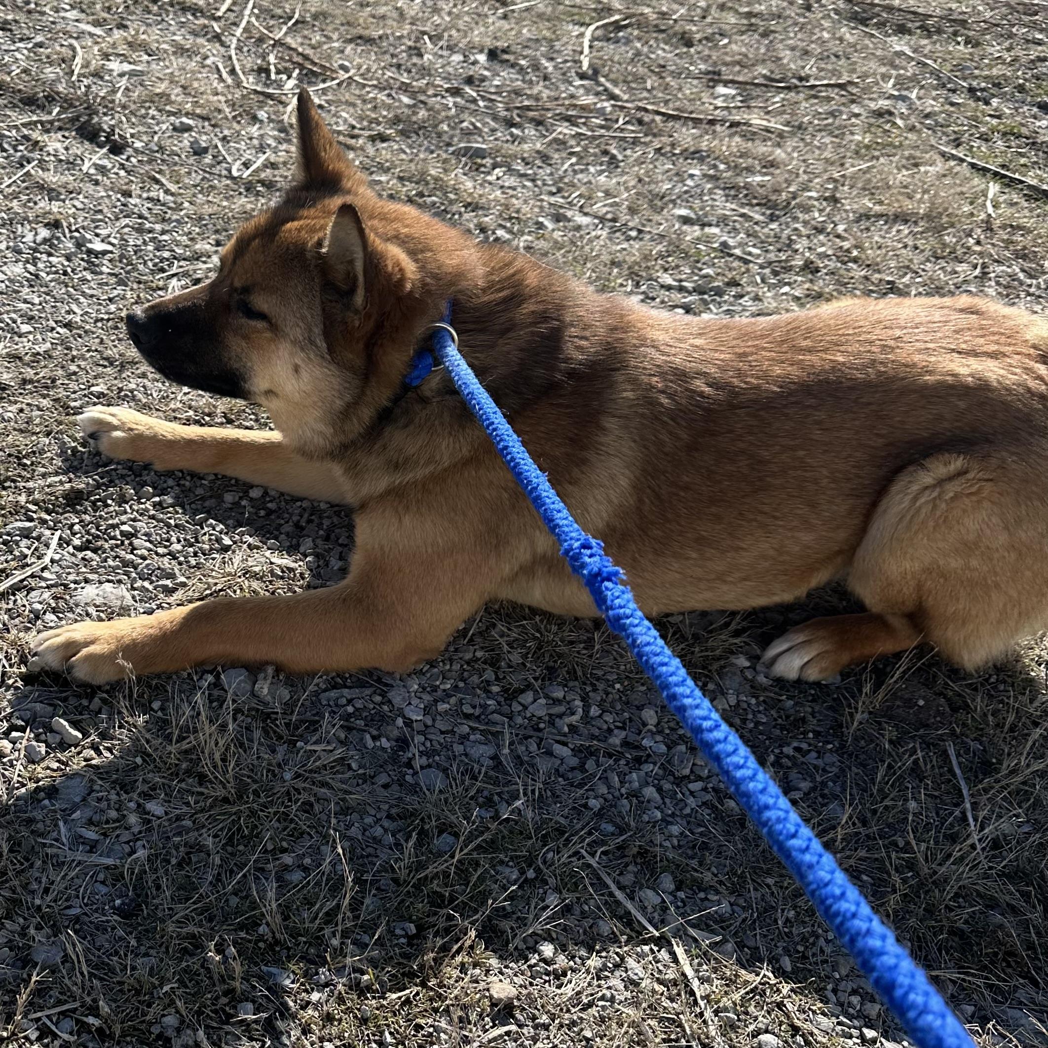 Miso, a Adoptable Shiba Inu in Trenton, MO image 6/6