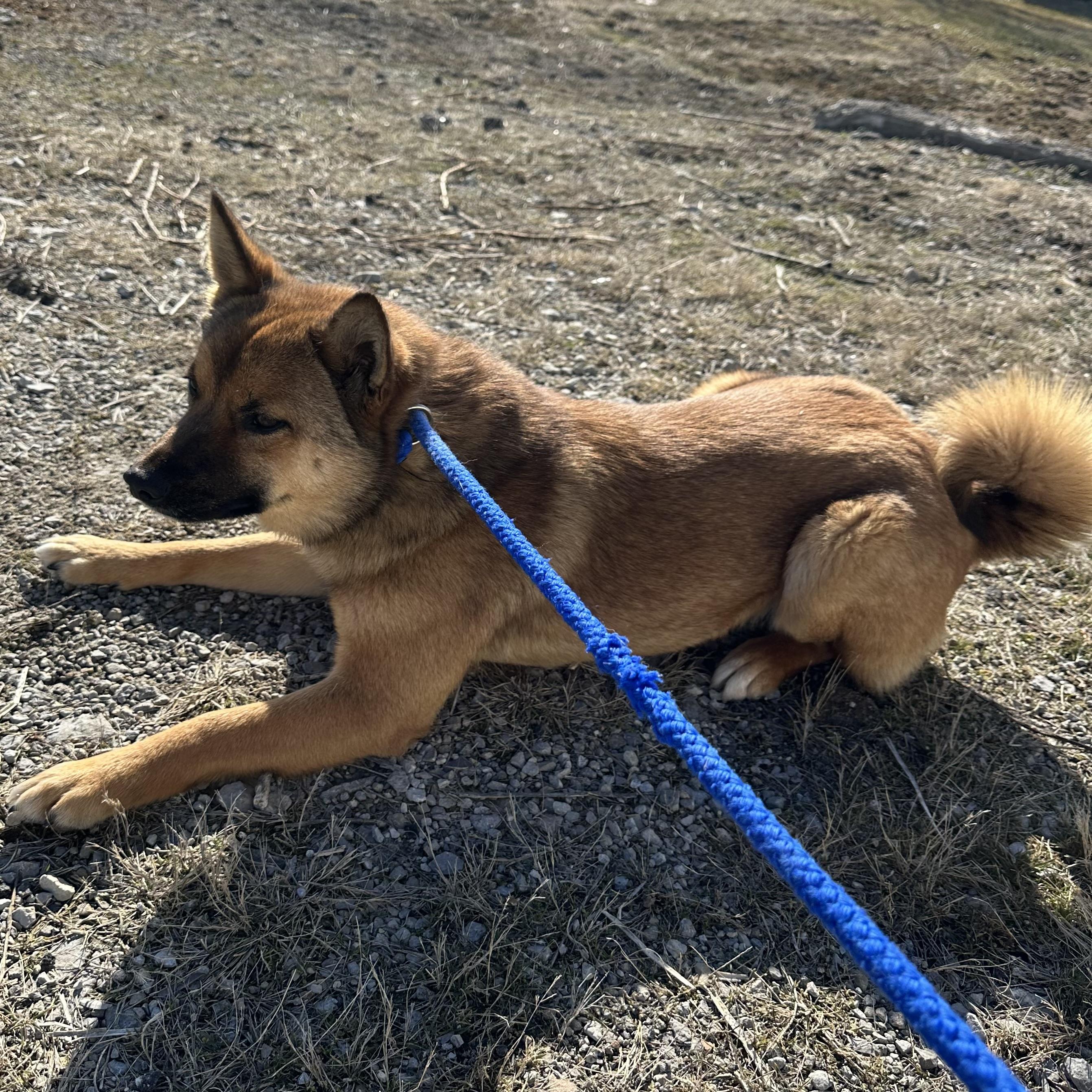 Miso, a Adoptable Shiba Inu in Trenton, MO image 2/6