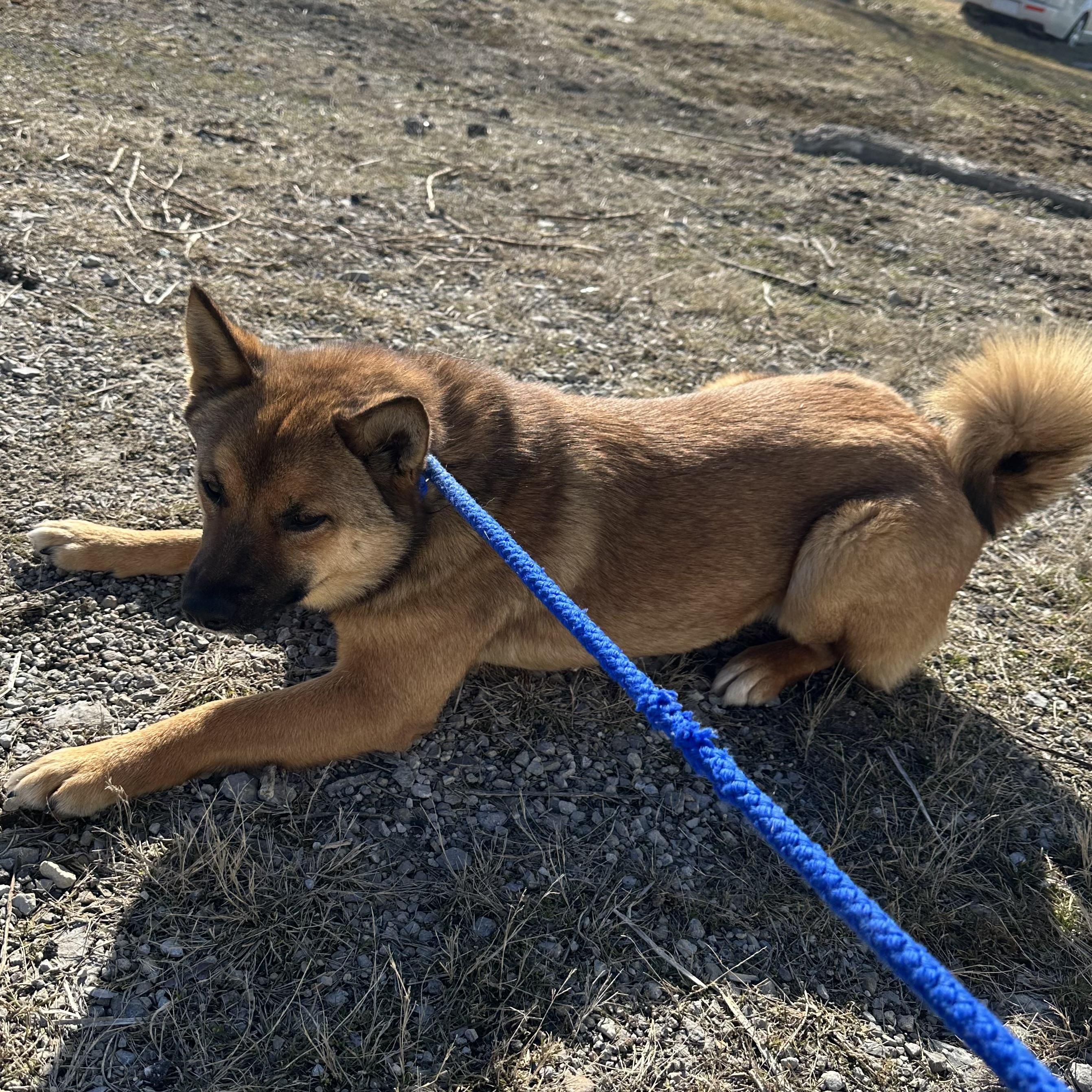 Miso, a Adoptable Shiba Inu in Trenton, MO image 4/6