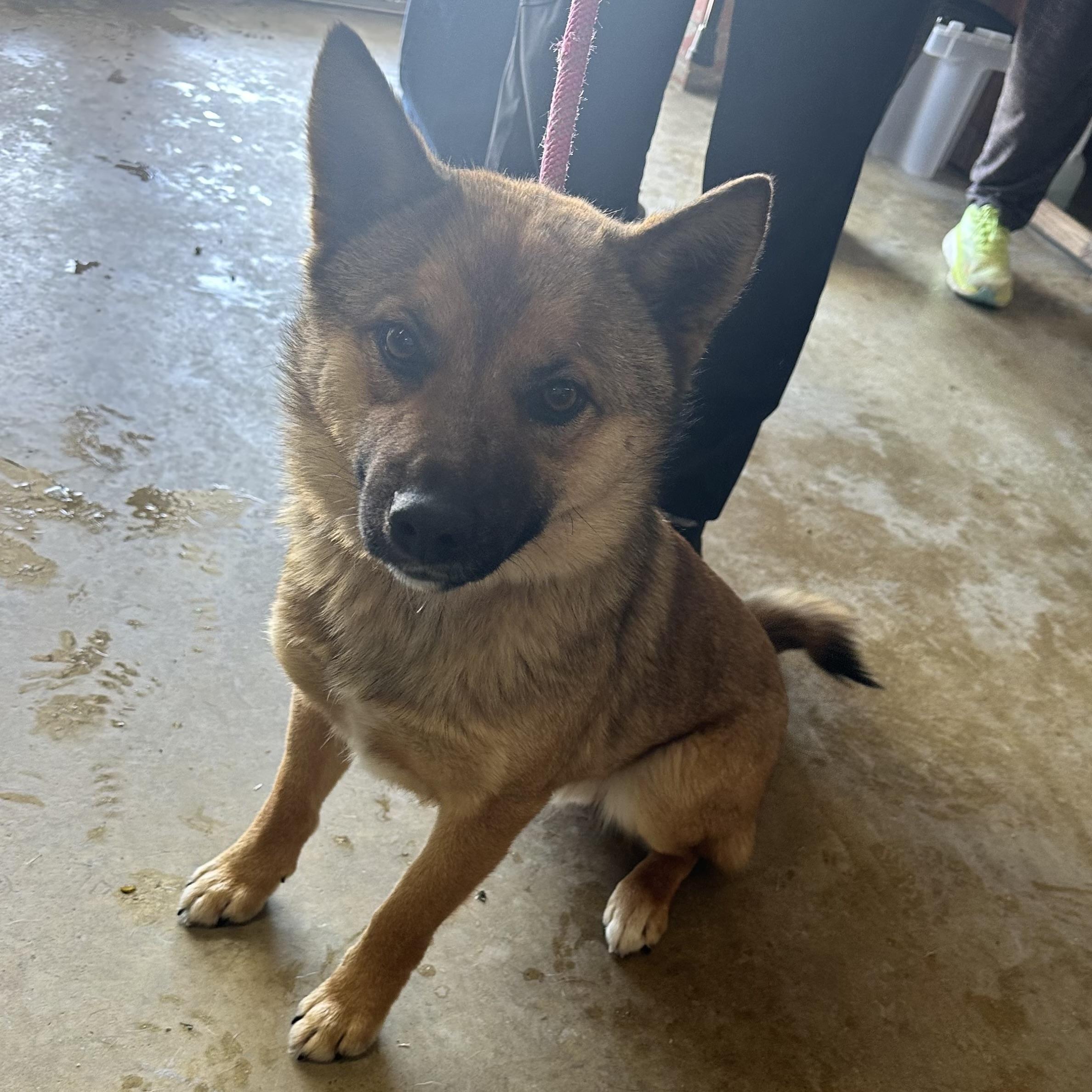 Miso, a Adoptable Shiba Inu in Trenton, MO image 1/6