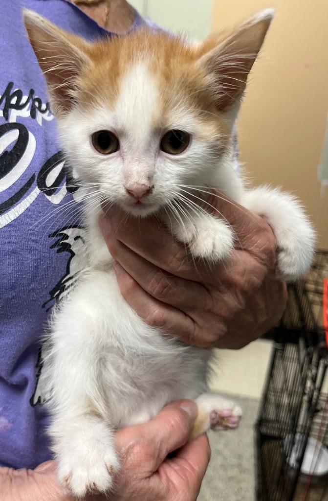 Topsy, Adoptable, Kitten Male Domestic Short Hair.