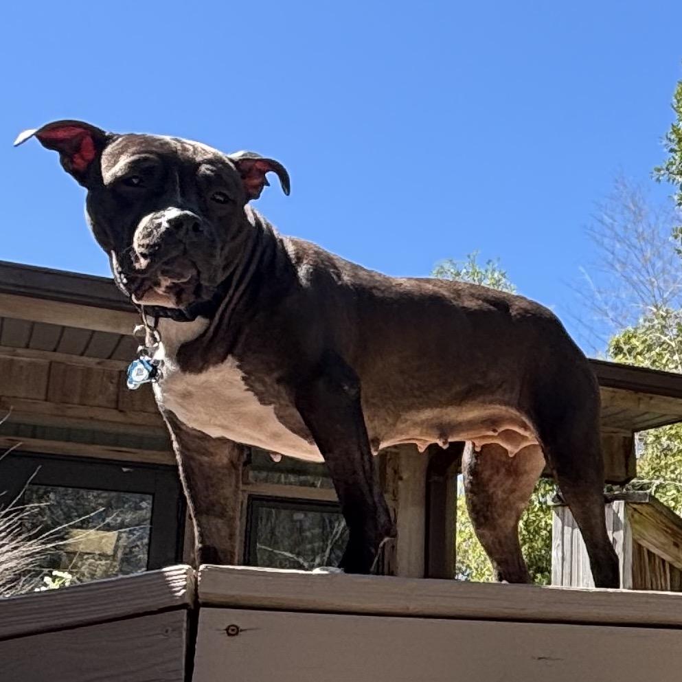 Enlarge Indica, a Adoptable Pit Bull Terrier in Gulfport, MS image 1/5