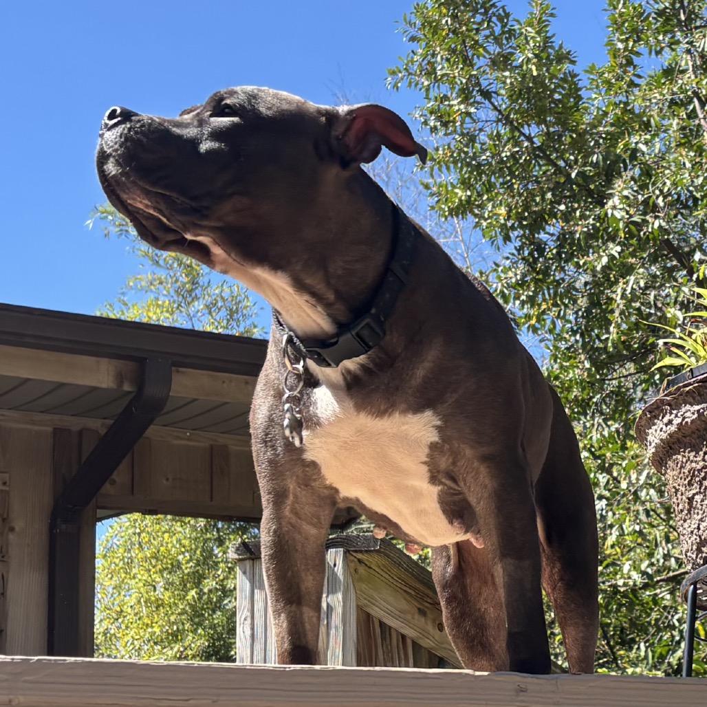 Enlarge Indica, a Adoptable Pit Bull Terrier in Gulfport, MS image 2/5