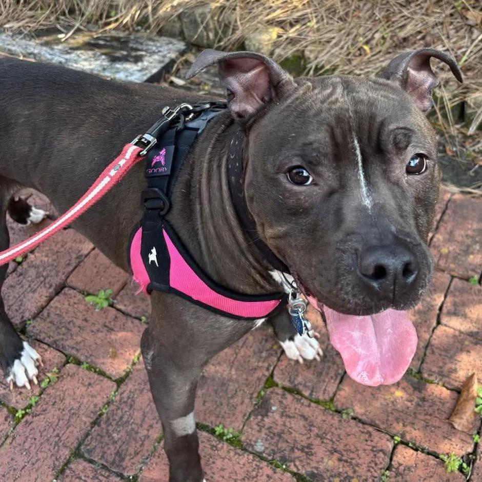 Enlarge Indica, a Adoptable Pit Bull Terrier in Gulfport, MS image 4/5