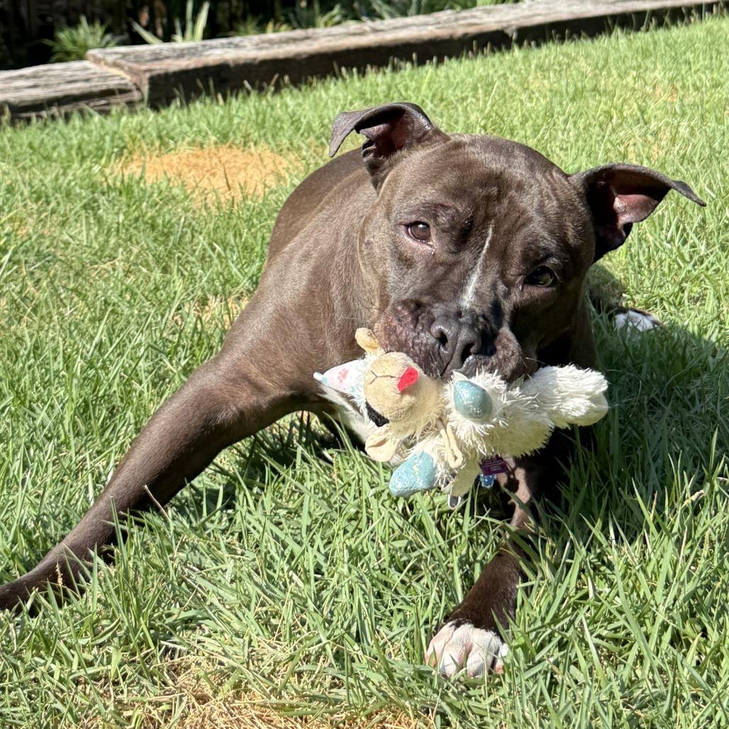Indica - Courtesy Post, a Adoptable Pit Bull Terrier in Gulfport, MS image 5/6