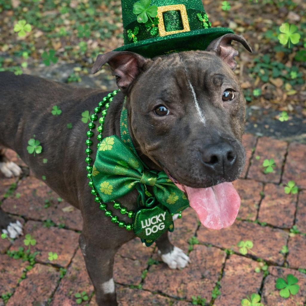 Enlarge Indica, a Adoptable Pit Bull Terrier in Gulfport, MS image 5/5