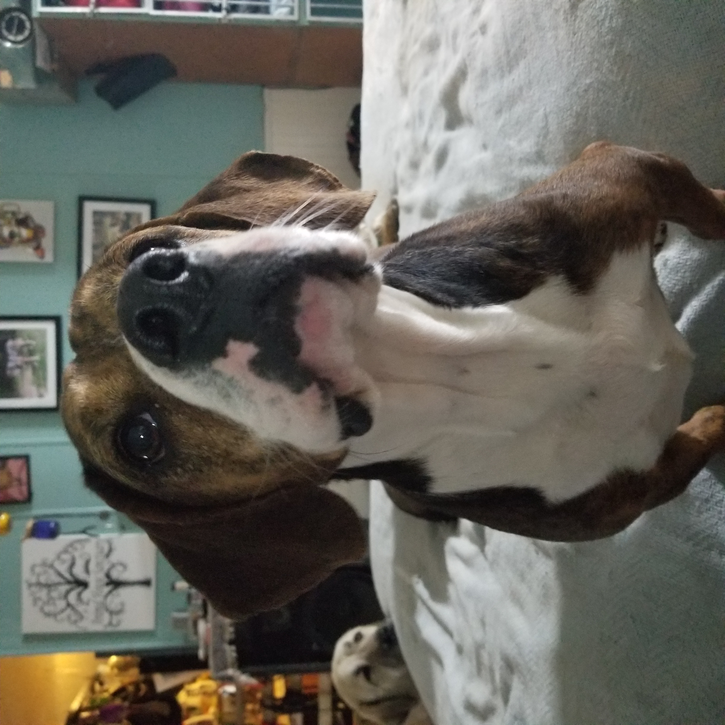 Tessa, a Adoptable mixed breed in Lucerne, IN image 1/6