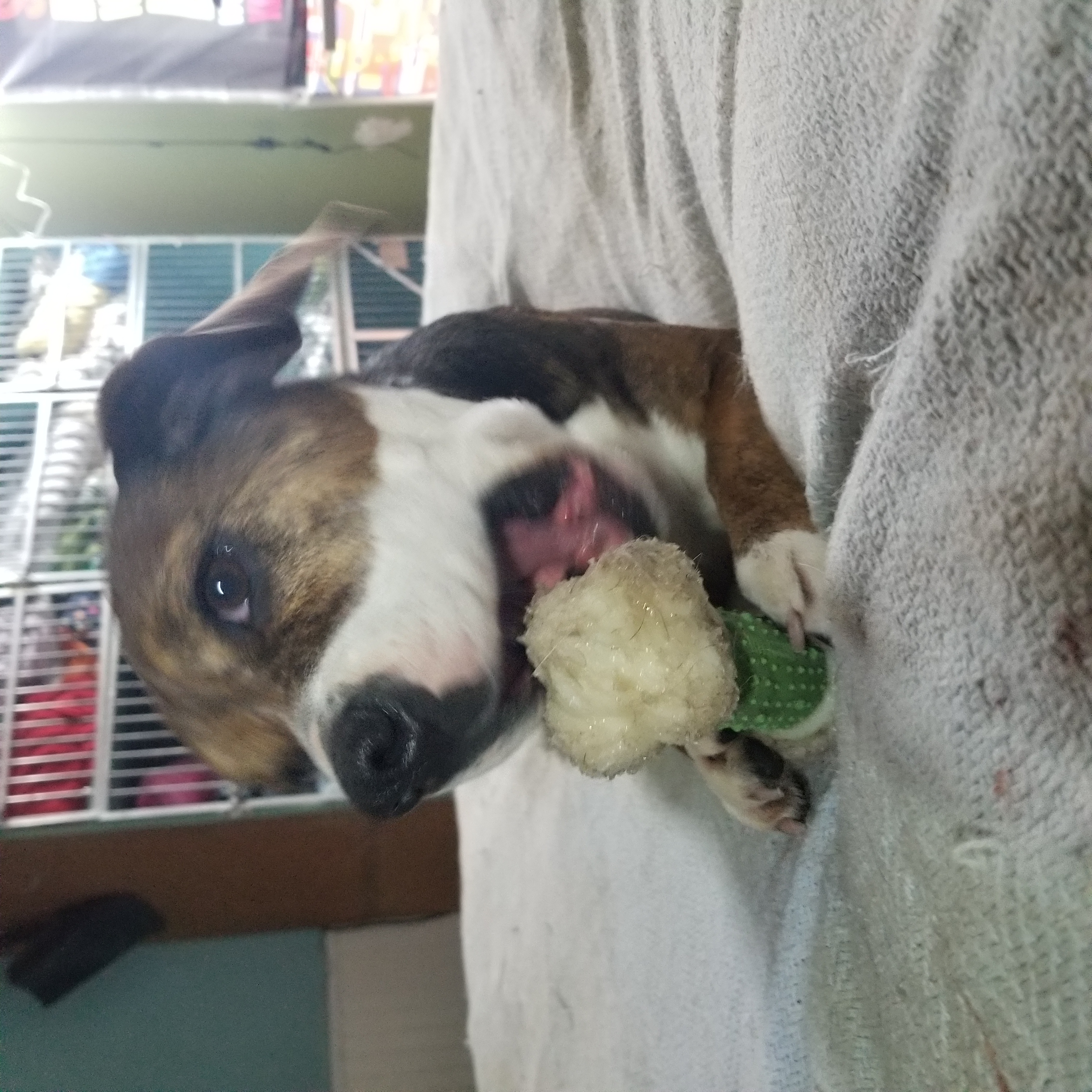 Tessa, a Adoptable mixed breed in Lucerne, IN image 2/6