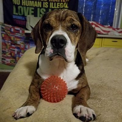 Tessa, a Adoptable mixed breed in Lucerne, IN image 3/6