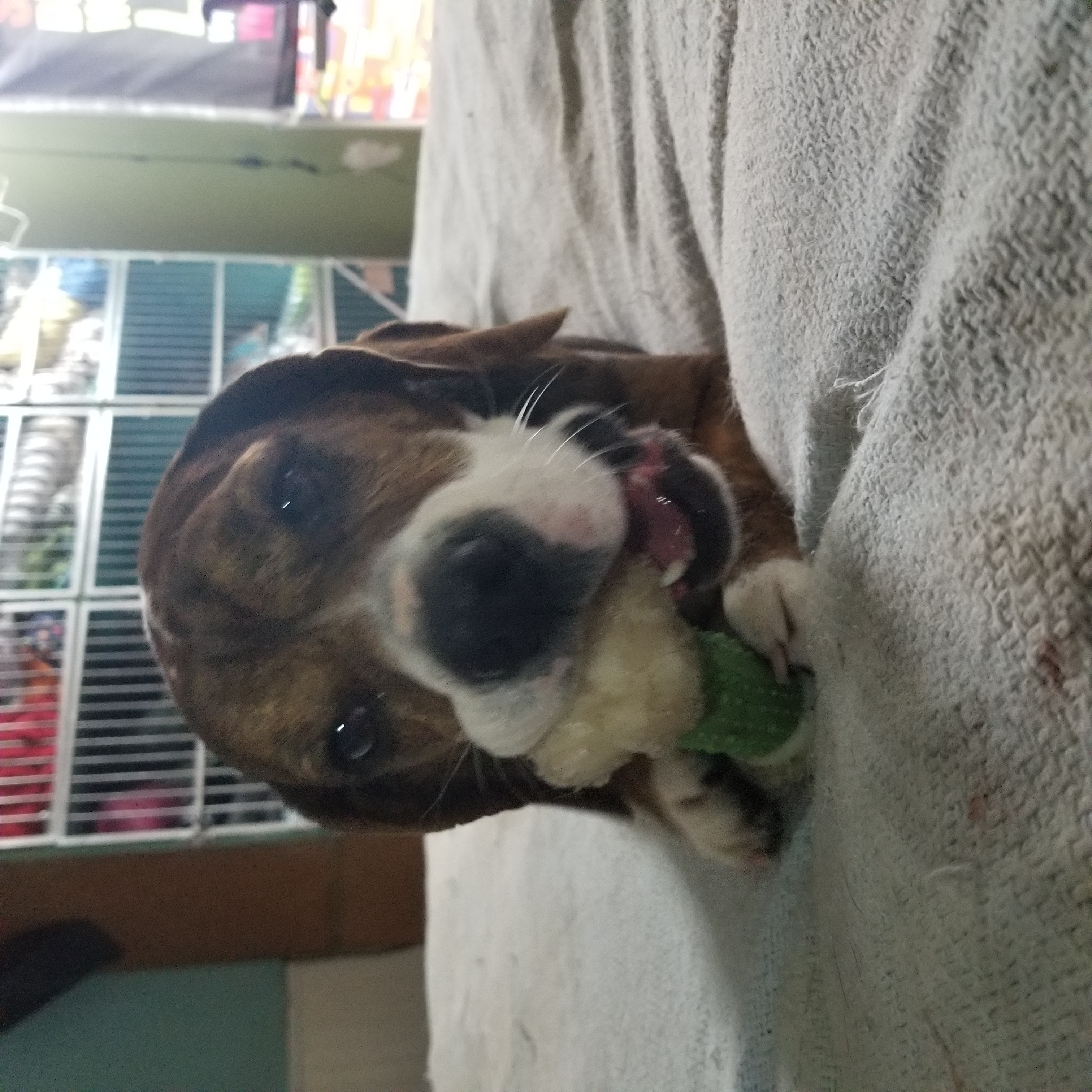 Tessa, a Adoptable mixed breed in Lucerne, IN image 5/6