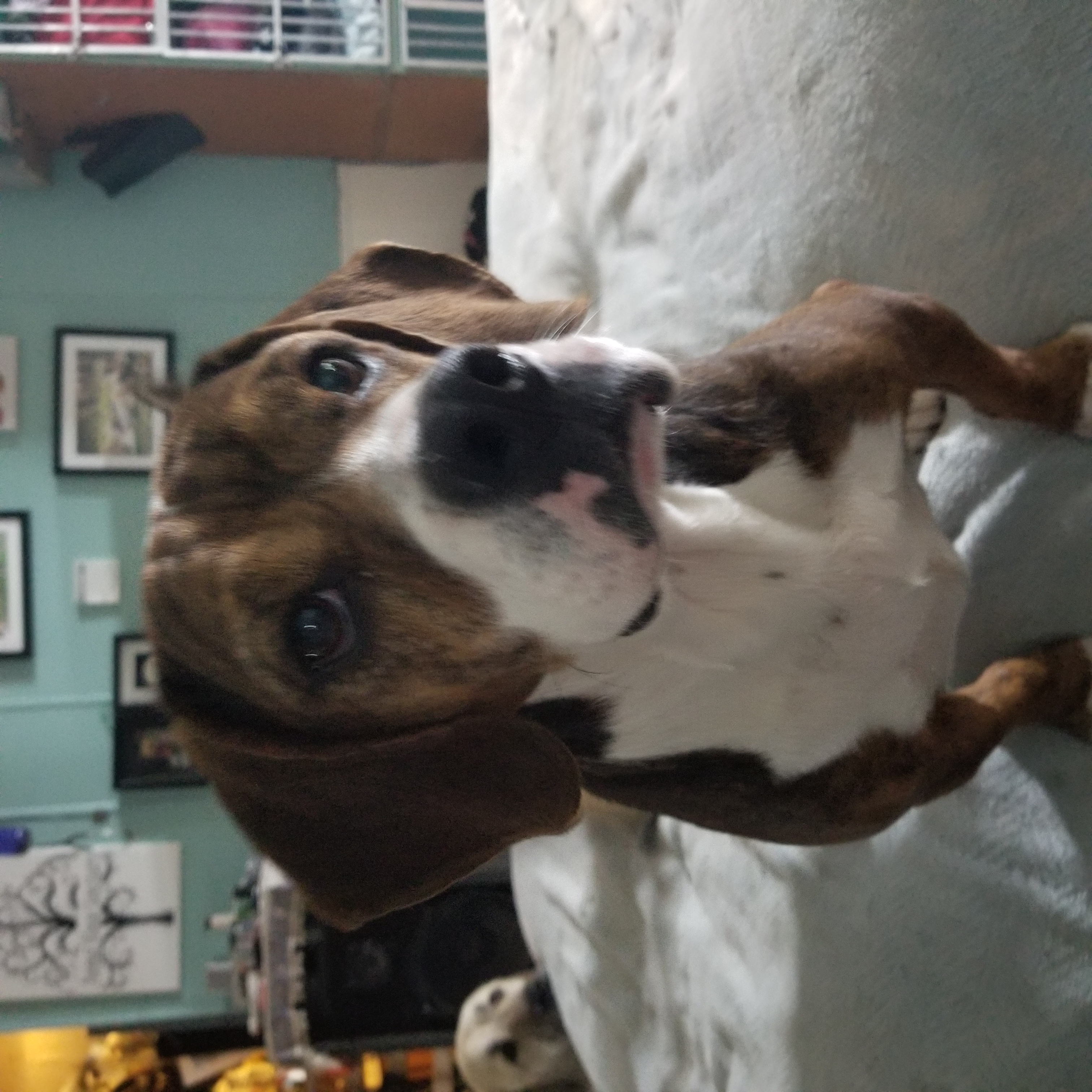 Tessa, a Adoptable mixed breed in Lucerne, IN image 6/6