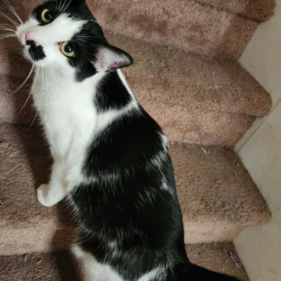 Enlarge Randall, a Adoptable American Shorthair in Lima, OH image 2/2