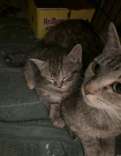 Enlarge Shrimp, a Adoptable American Shorthair in North Chesterfield, VA image 2/2