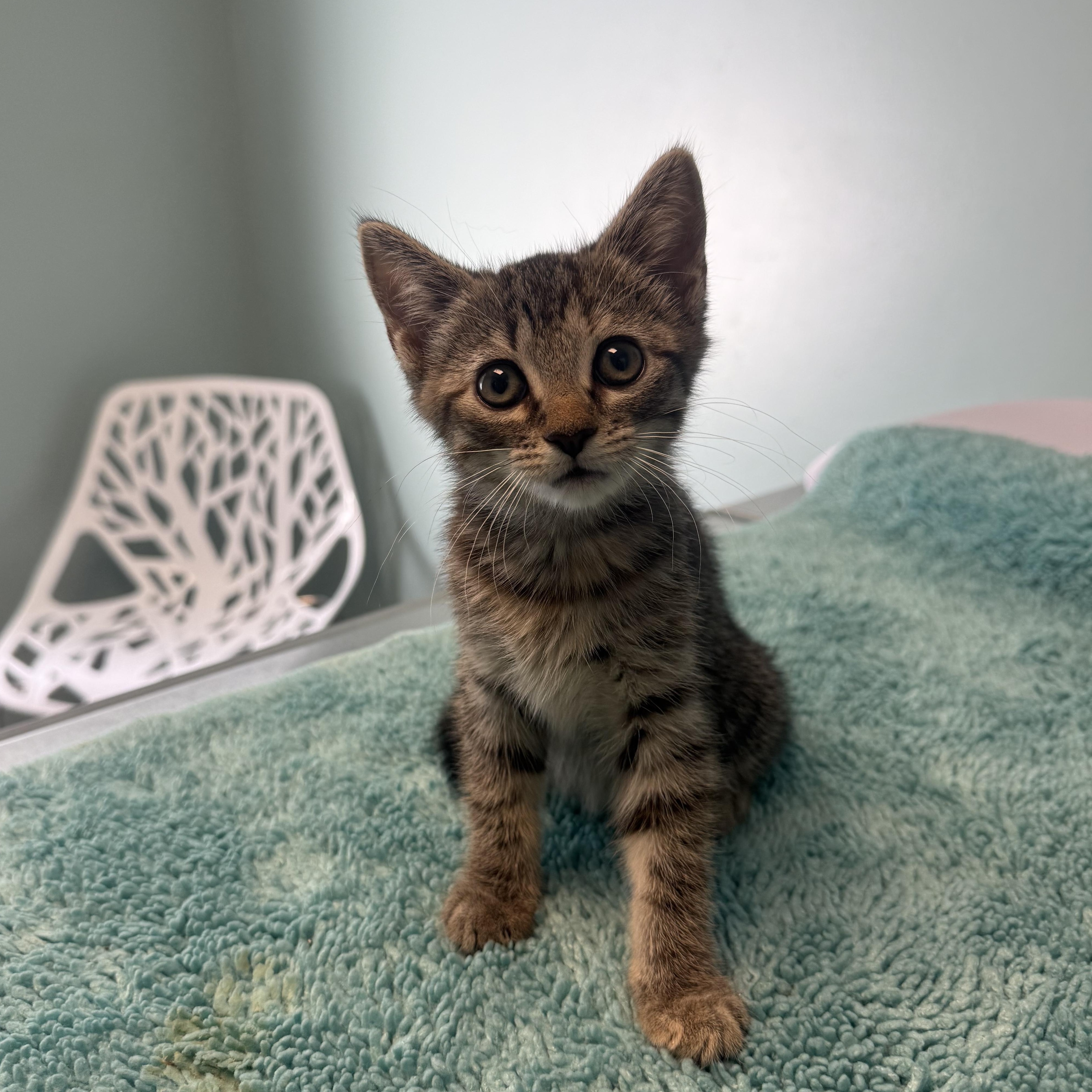 Shrimp, Adoptable, Kitten Female American Shorthair.