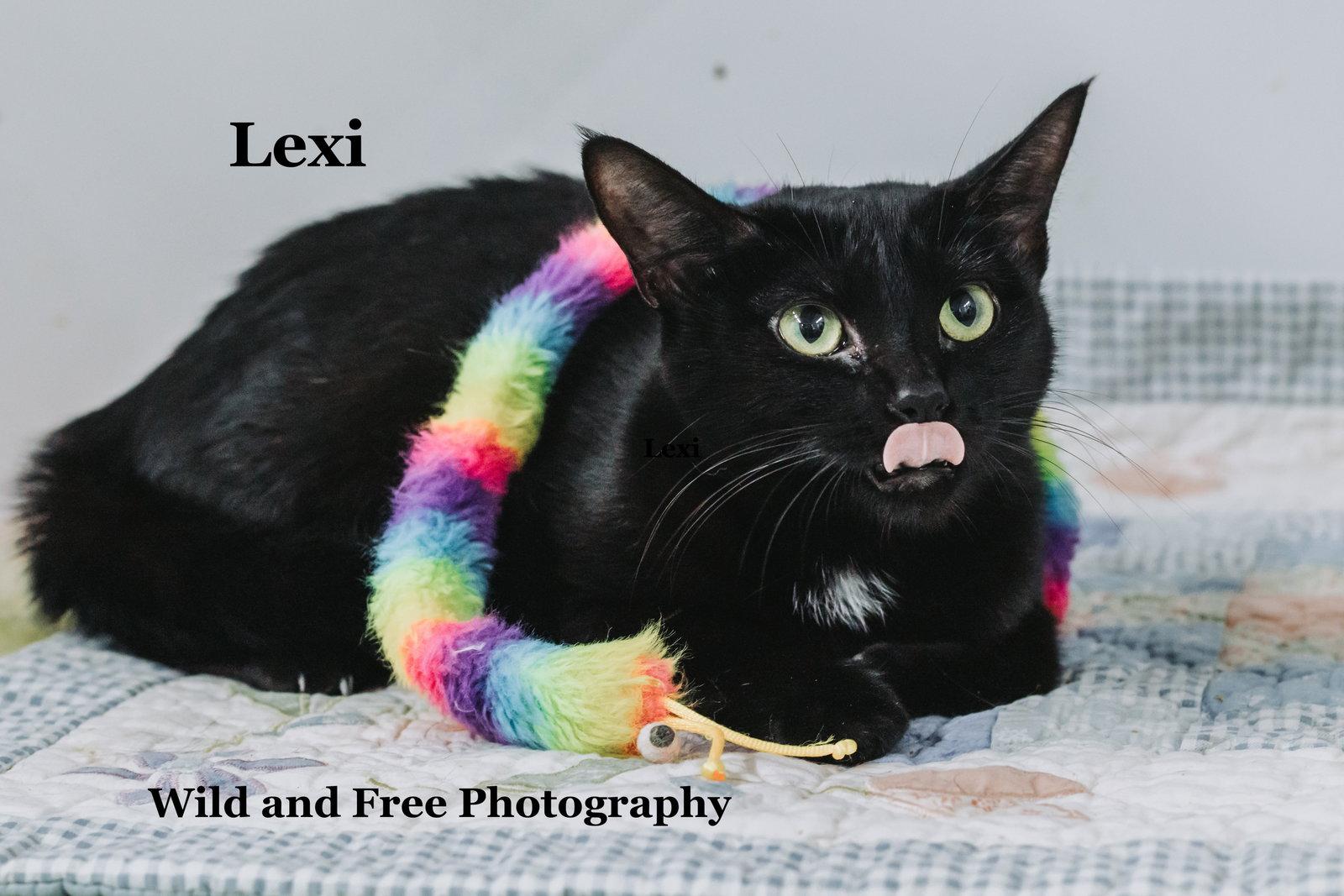 Lexi, Adoptable, Young Female Domestic Short Hair.