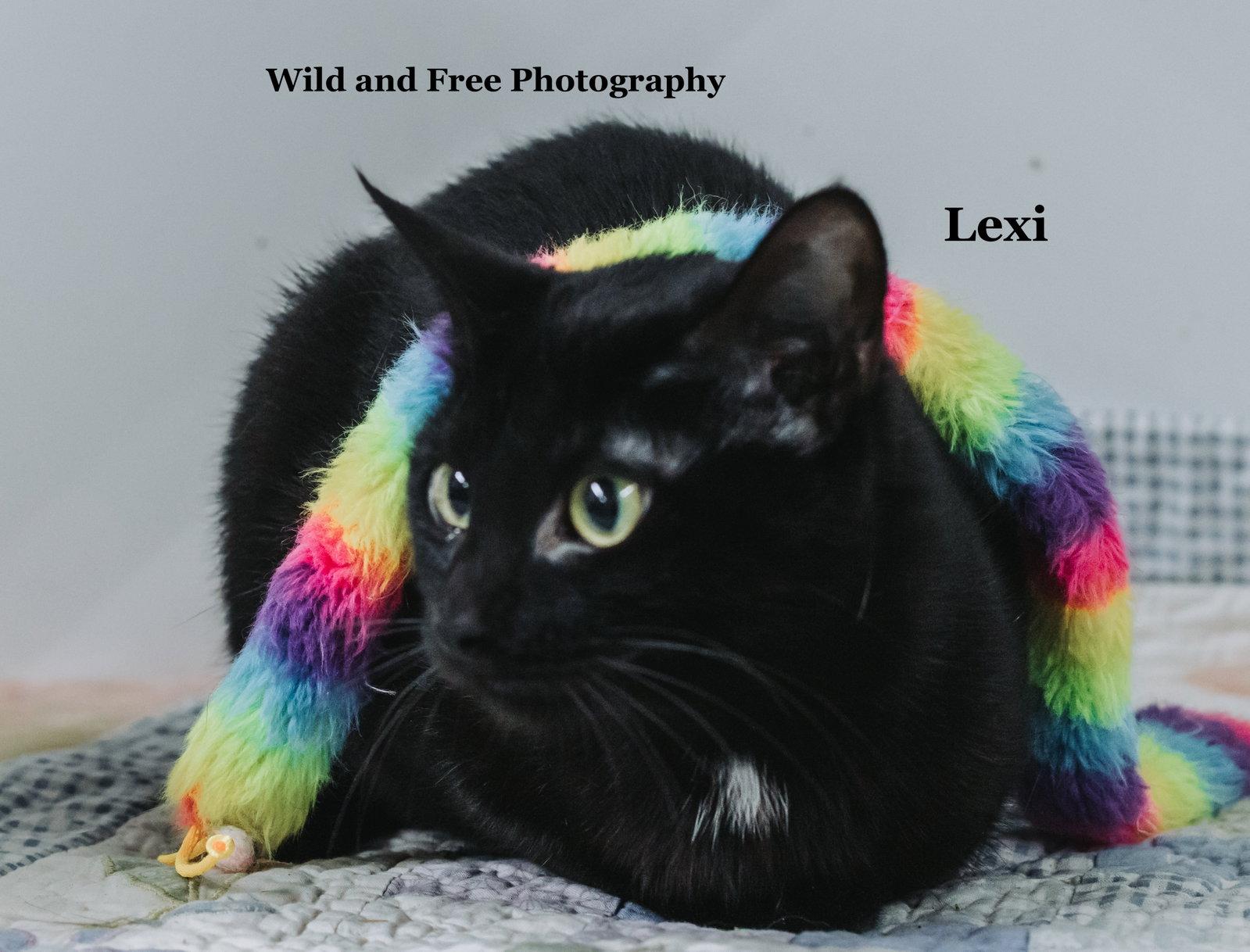 Enlarge Lexi, a Adoptable Domestic Short Hair in Morehead, KY image 2/3