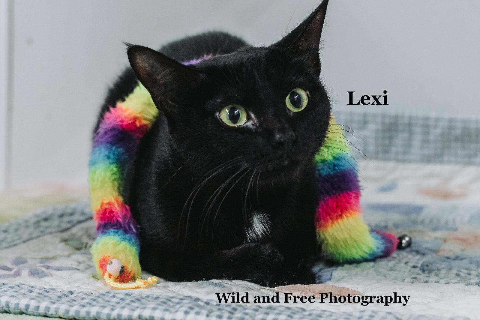 Enlarge Lexi, a Adoptable Domestic Short Hair in Morehead, KY image 3/3
