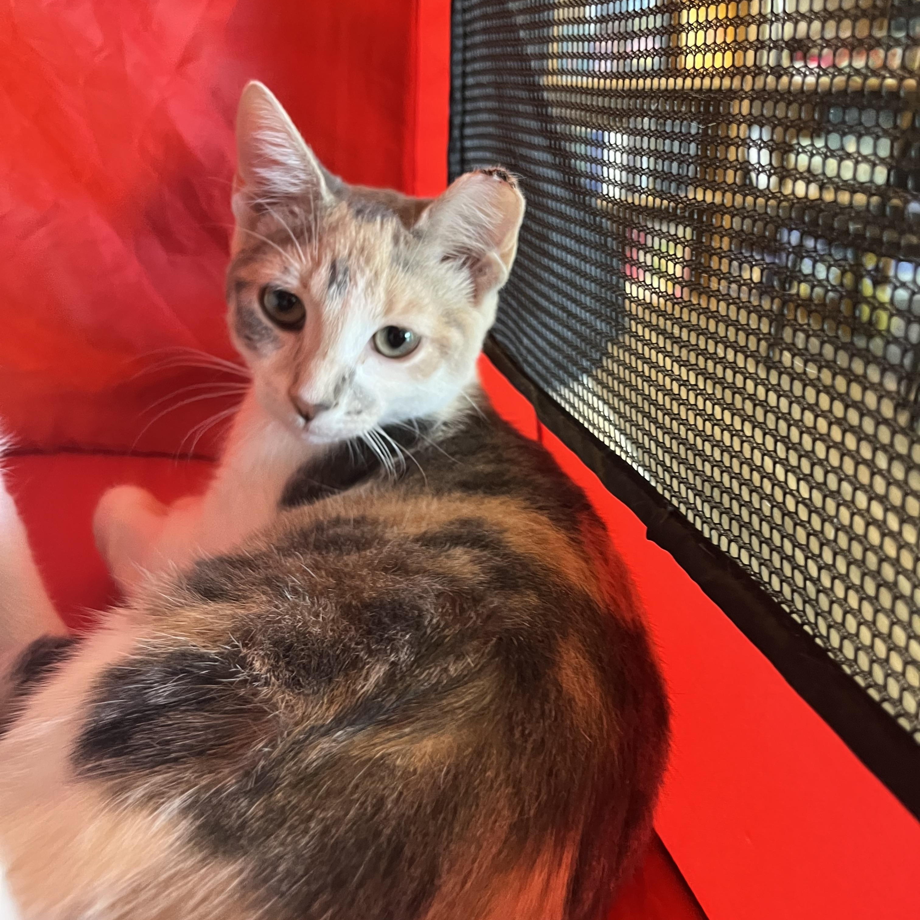 Pineapple thumbnail 2