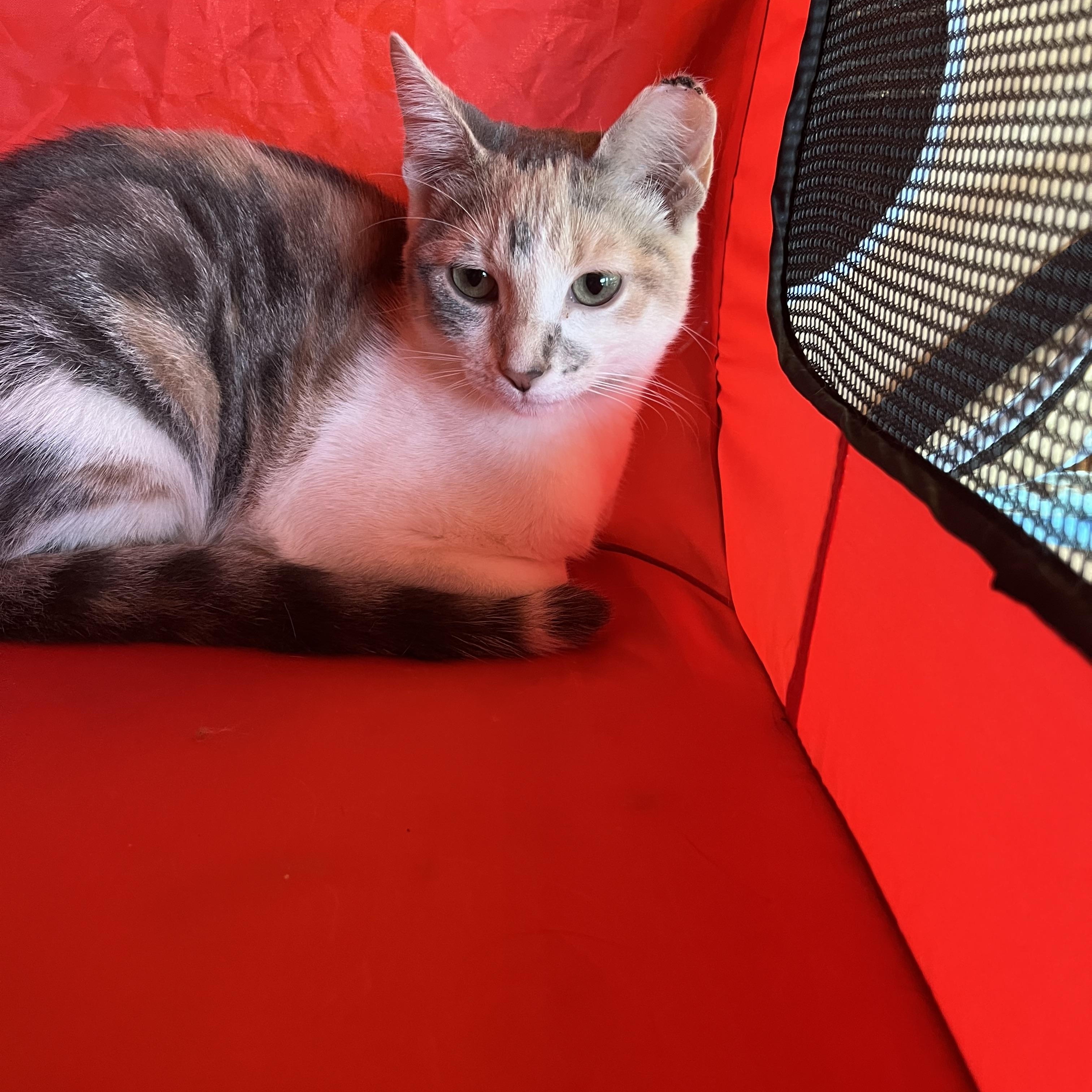 Pineapple thumbnail 3