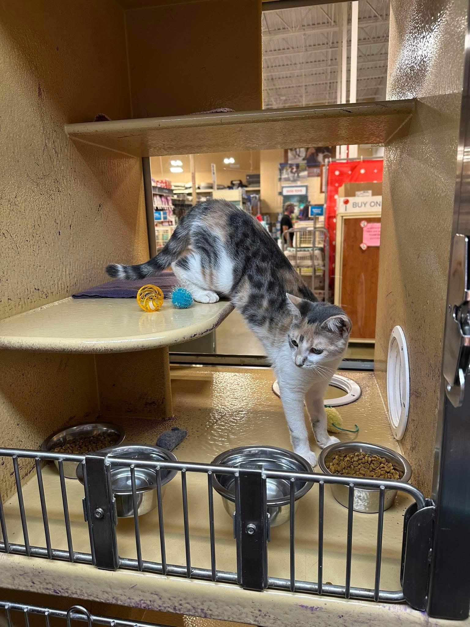 Pineapple thumbnail 4