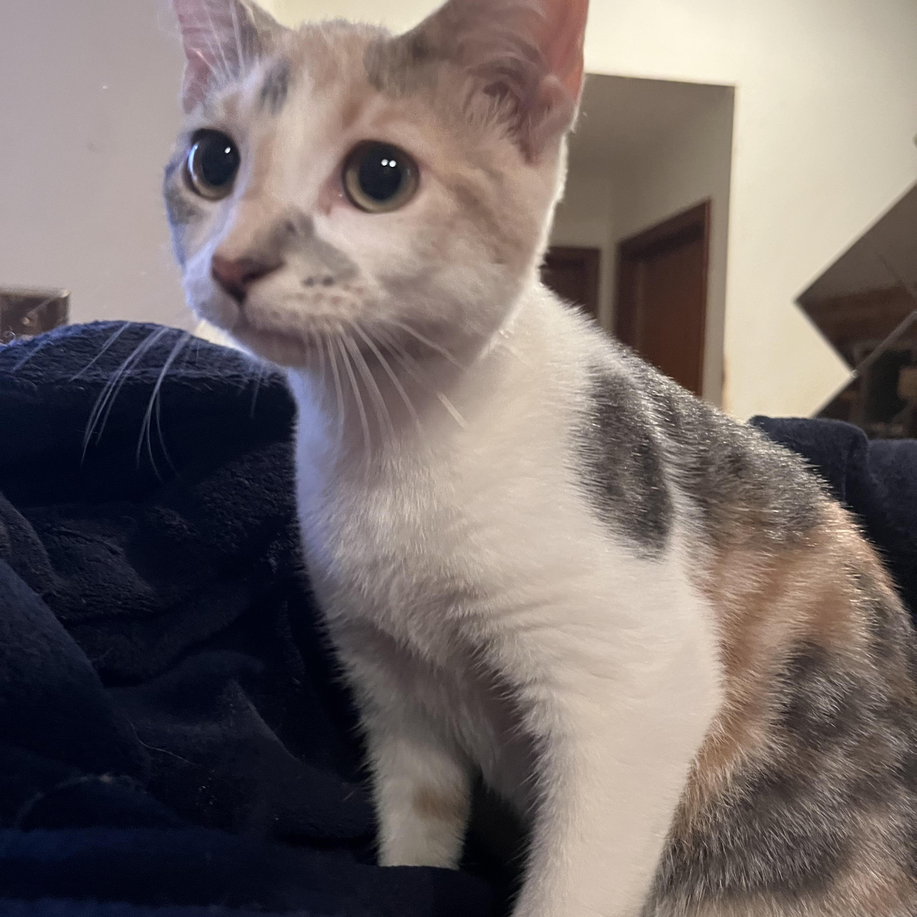 Pineapple, Young Female Dilute Calico