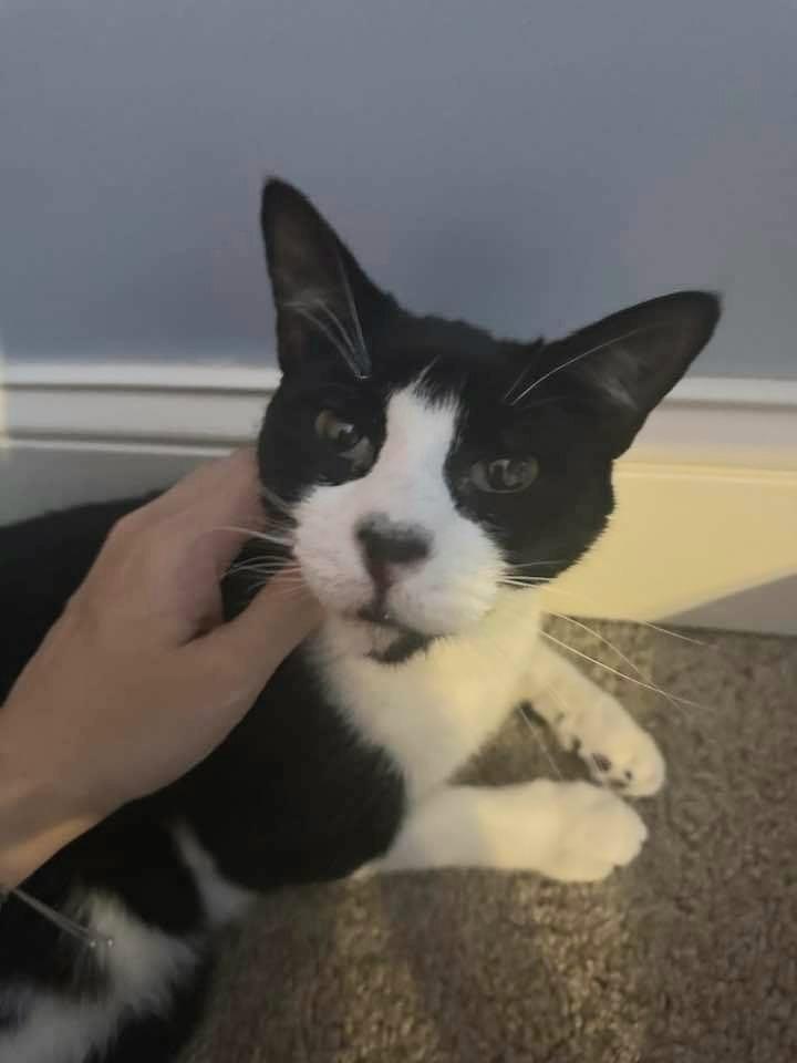 GiGi, Adoptable, Adult Male Domestic Short Hair.