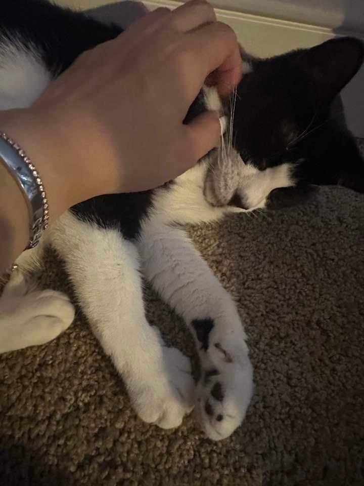 Enlarge GiGi, a Adoptable mixed breed in Darien, GA image 2/3