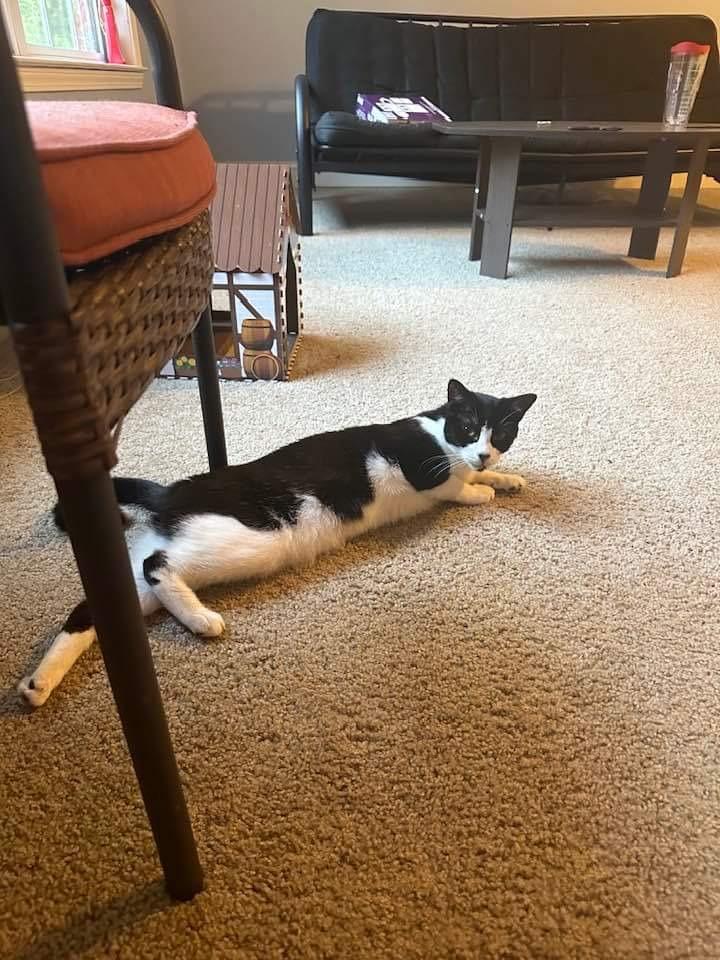 Enlarge GiGi, a Adoptable mixed breed in Darien, GA image 3/3