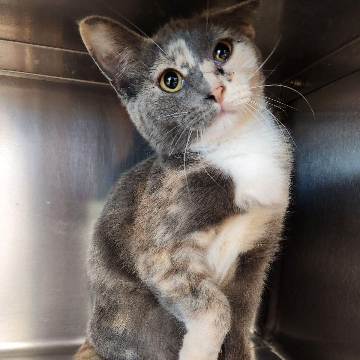 Enlarge Zeppelin, a Adoptable Domestic Short Hair in Liberty, MO image 2/2