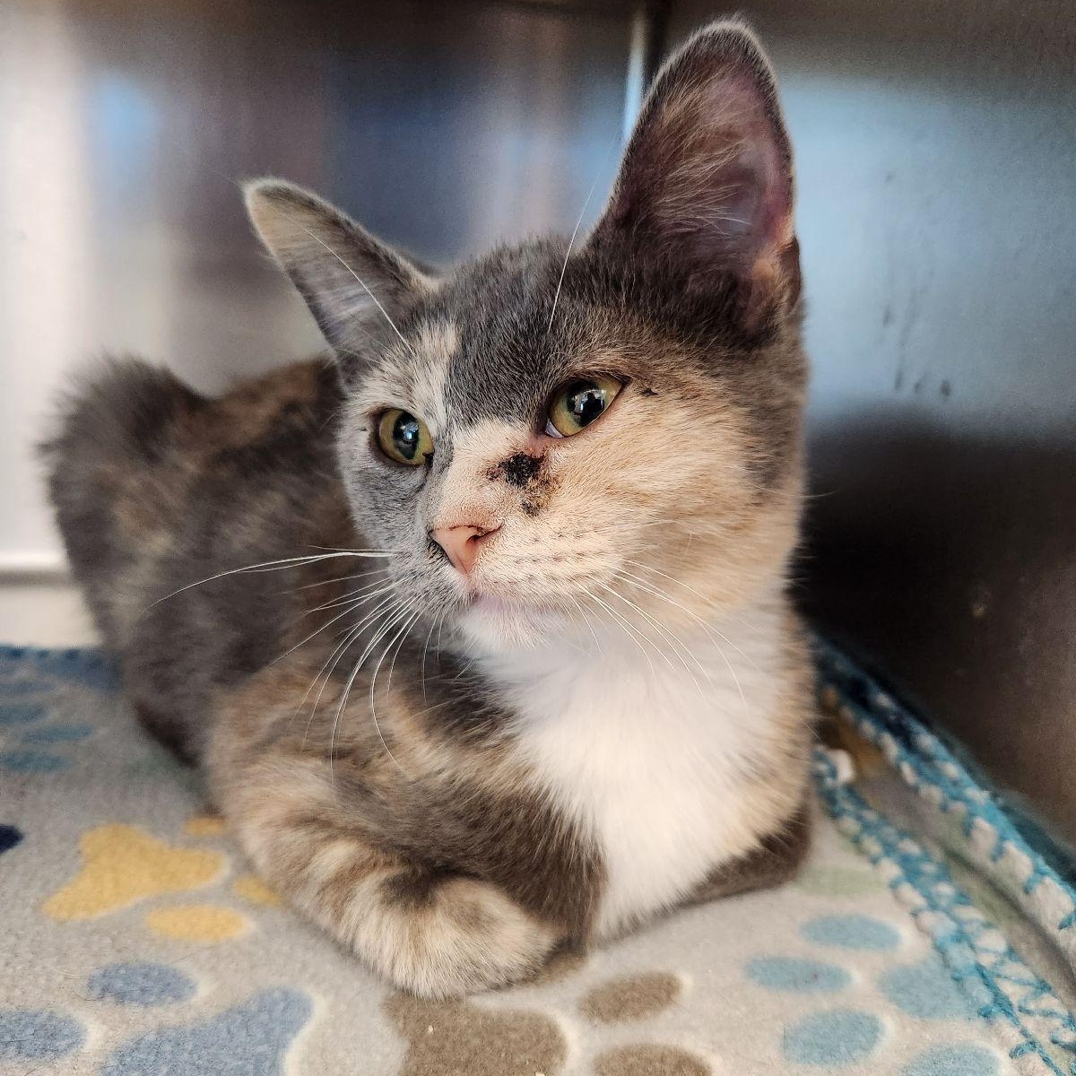 Zeppelin, Adoptable, Kitten Female Domestic Short Hair.