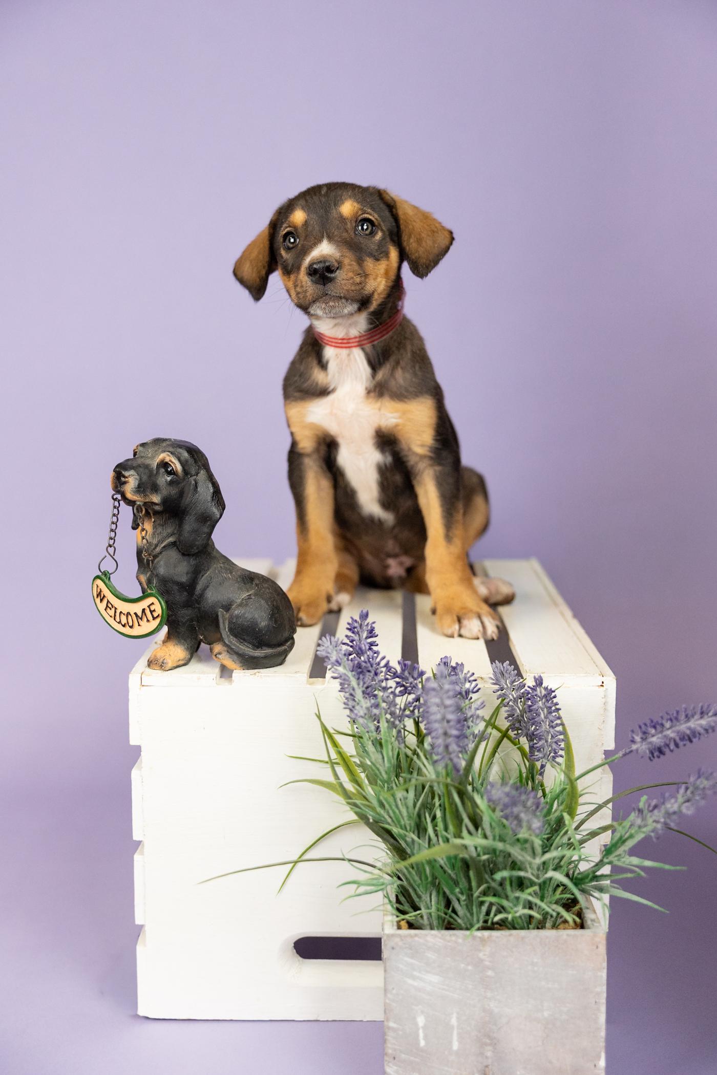 389-26, ADOPTABLE, Puppy Male Shepherd.