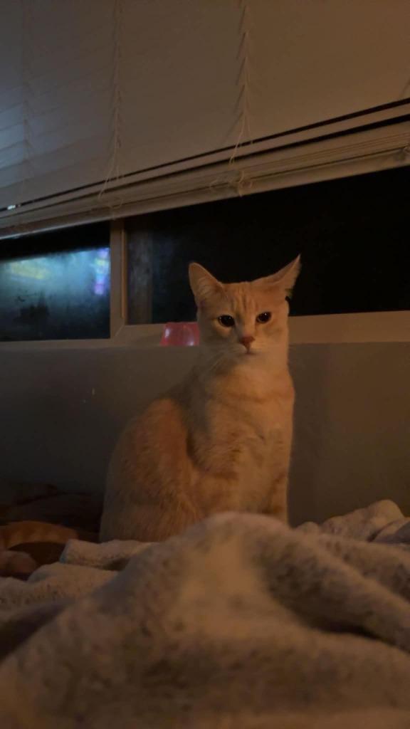 Beans, Adoptable, Young Female Domestic Short Hair.