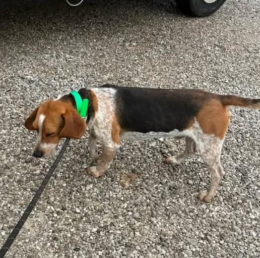 Enlarge Mick Jagger, an adopted Beagle in Munfordville, KY image 3/3