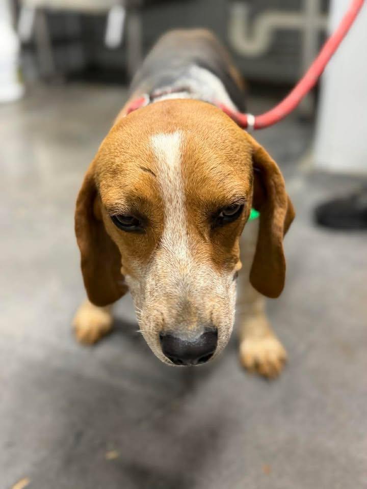 Mick Jagger, adopted, Adult Male Beagle.