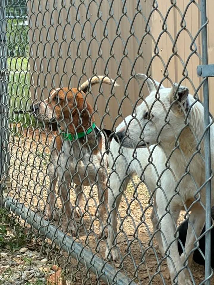 Enlarge Mick Jagger, an adopted Beagle in Munfordville, KY image 2/3
