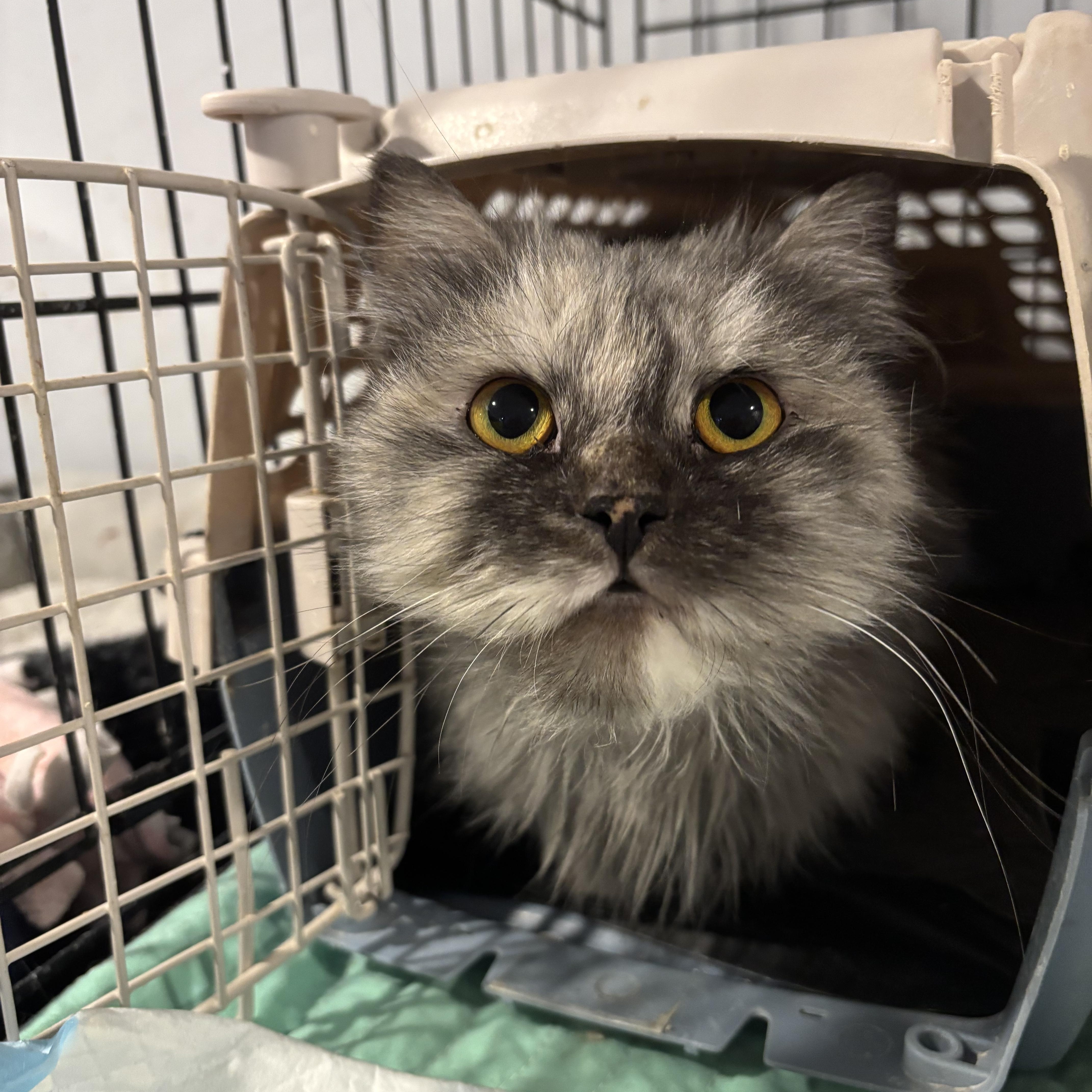 Enlarge Brooke (Persian), a ADOPTABLE Persian in Fairfax, VA image 1/3
