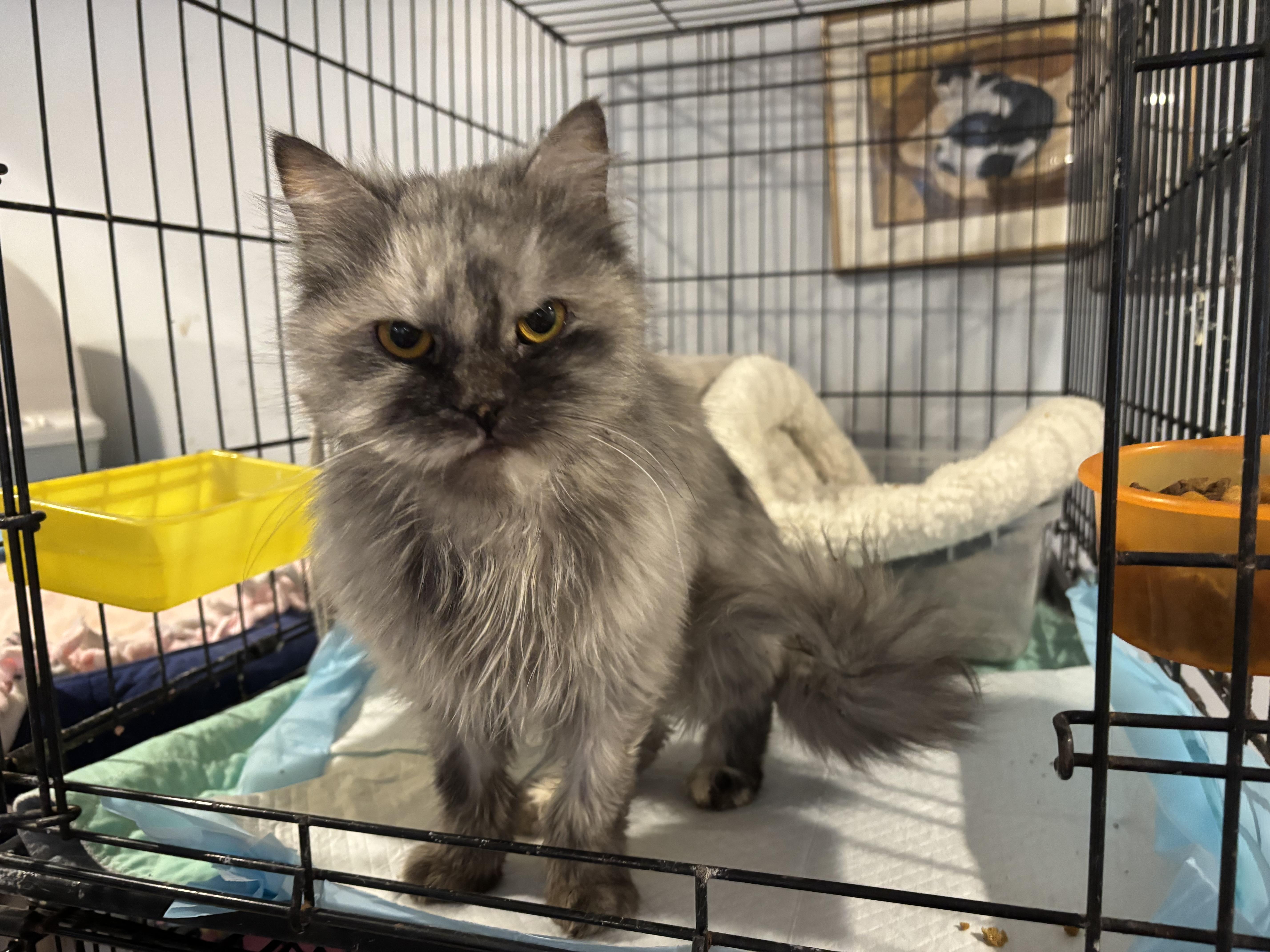Enlarge Brooke (Persian), a ADOPTABLE Persian in Fairfax, VA image 2/3