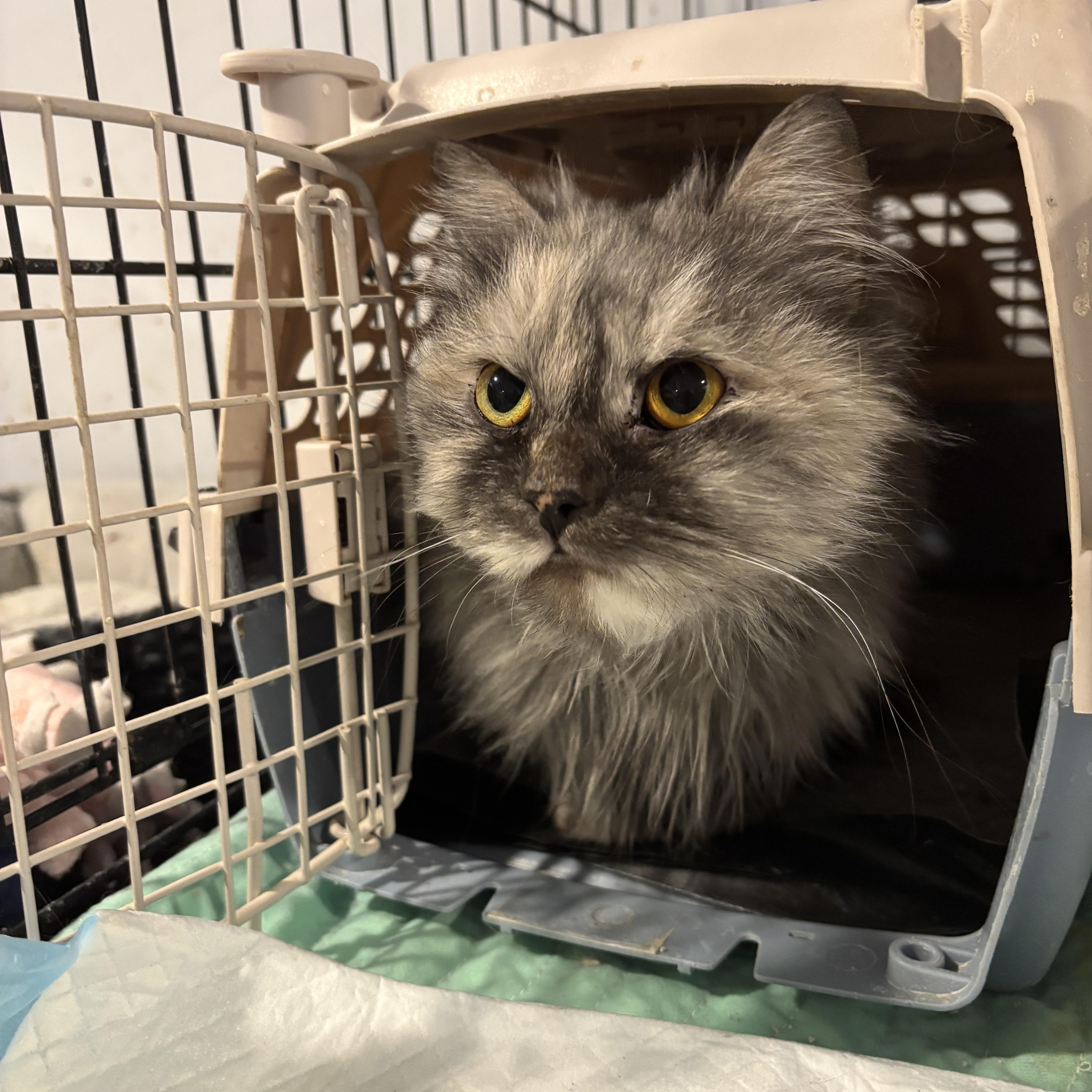 Enlarge Brooke (Persian), a ADOPTABLE Persian in Fairfax, VA image 3/3